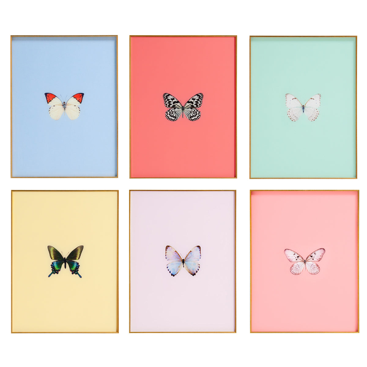 Colorful Butterflies yard cards (M126 outlet HS)