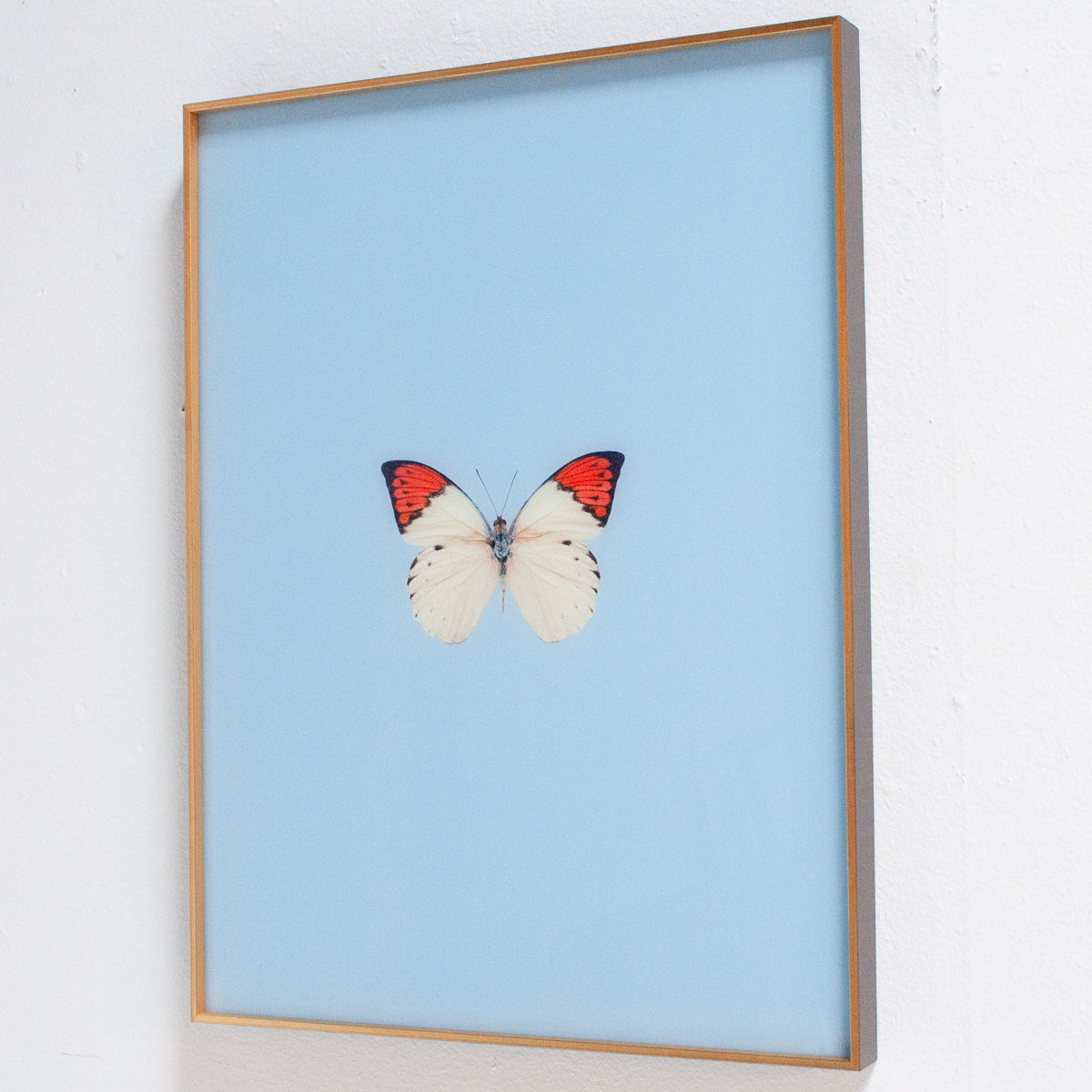 Framed Butterfly Print In Light Blue | Printed Wall Art – Scout Design ...