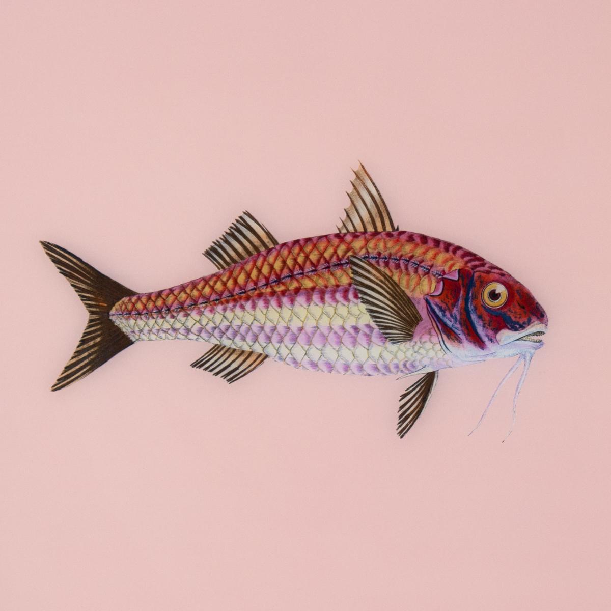 Framed Fish Print in Light Coral | Printed Wall Art – Scout Design Studio