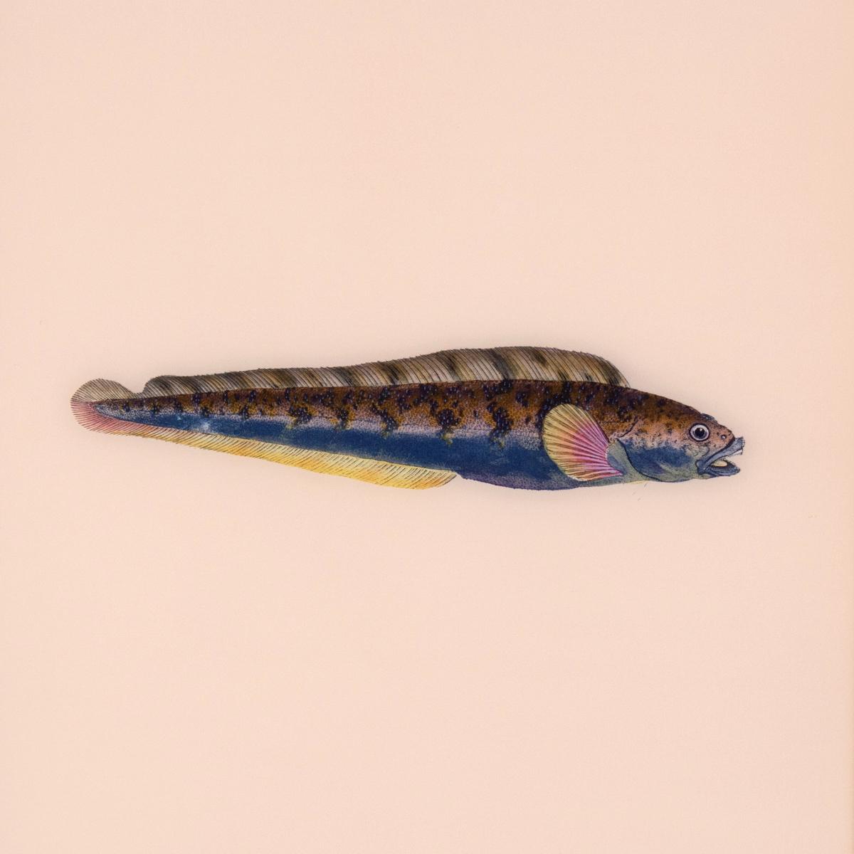Framed Fish Print in Shell | Printed Wall Art – Scout Design Studio